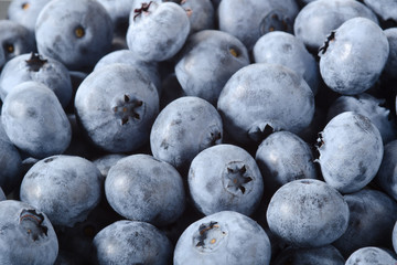 Heidelbeere, Blueberry, Vaccinium myrtillus