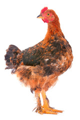 Baby rooster