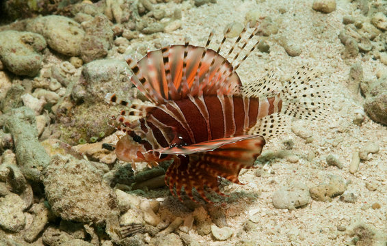Zebra Zwergfeuerfisch