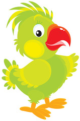 funny green parrot