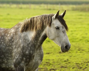 Obraz premium Koń - biały koń na padoku