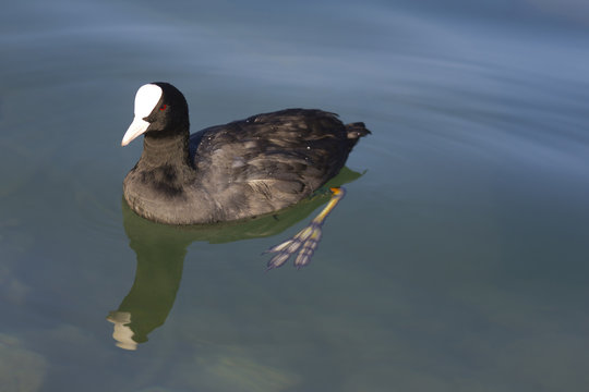 รูปภาพFulica เลือกดูภาพถ่ายสต็อก เวกเตอร์ และวิดีโอ31,202 Adobe Stock