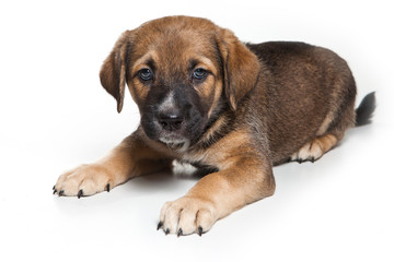 Obraz premium Little puppy on white background