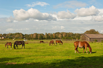 Fototapeta premium Grazing horses and an old barn