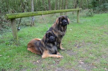 Hunde