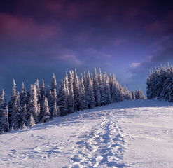 Trees covered with hoarfrost and snow in mountains. Evening