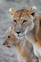 Obraz na płótnie Canvas Lwica (Panthera leo), Masai Mara, Kenia