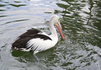 Pelican