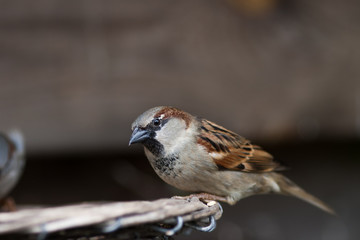 Housesparrow