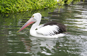 Pelican