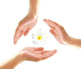 Female hands with frangipani in spa concept