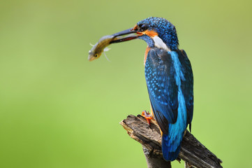 The Common Kingfisher with fish