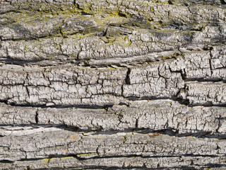 textura de corteza de arbol