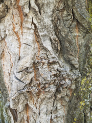 textura de corteza de arbol