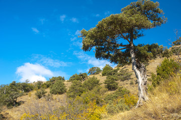 Obraz premium Landscape with a tree