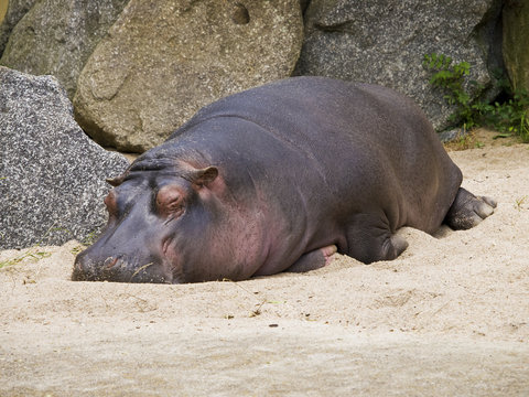 The hippo
