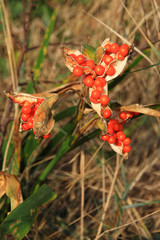 stinking iris