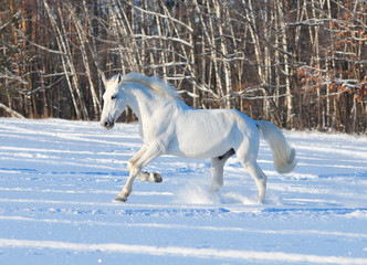 Fototapeta na wymiar biały koń w zimie dziedzinie