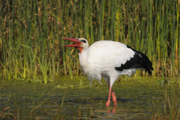 white stork - Ciconia ciconia Linnaeus