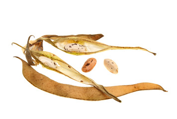 Seeds and husks