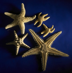 starfish arrangement