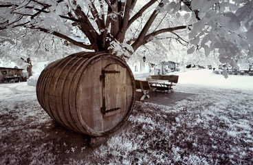 Fototapeta premium tree and wine
