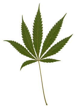 typical green hemp leaf
