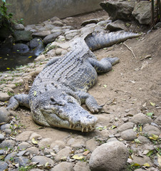 Crocodile