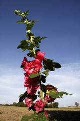 Fototapeta premium Rote Stockrose