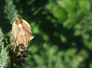 brown leaf-footed bug