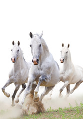 white horses in dust