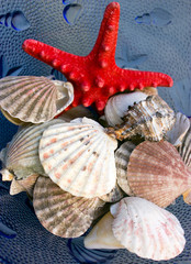 Seashells and starfish