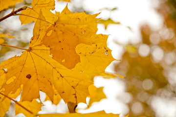 Yellow leaves in sunlight