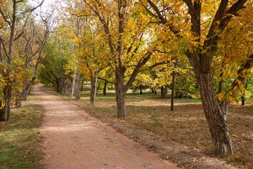Naklejka premium Park lane in Autumn