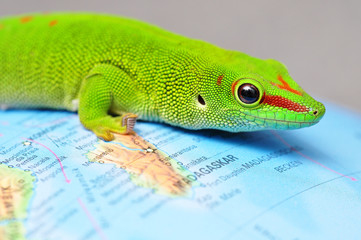 Madagaskar Taggecko - Weltkugel