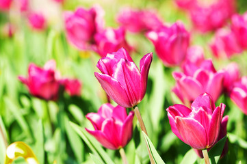 Tulip flowers in the park