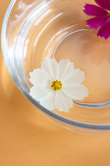 水面に浮かぶ花