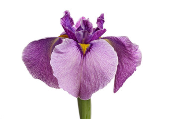 Purple pseudata iris flower isolated on white