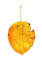 autumn leaf (kt)
