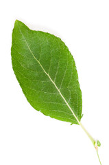 leaf isolated