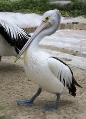 Pelican