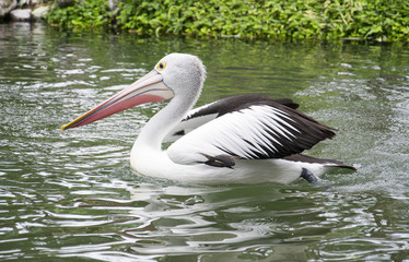 Pelican