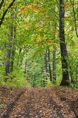 Autumn forest