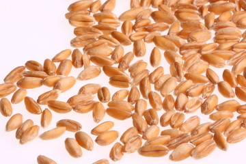 weizenkorn, getreide