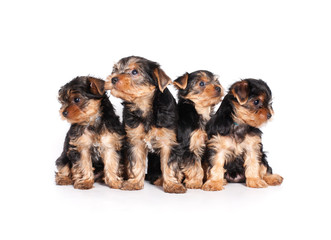 cute little yorkshire terrier puppy isolated on white