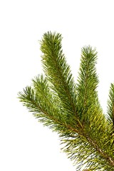 pine tree branch isolated on a white background