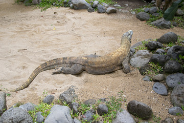 Komodowaran