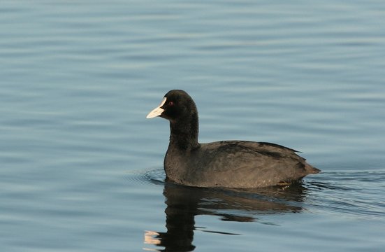 Fulica atra