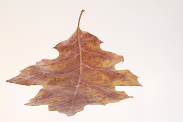 Eichenblatt zum Freistellen