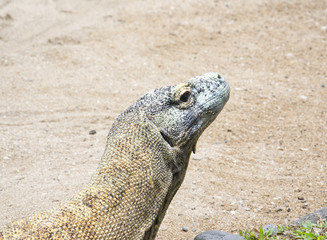 Komodowaran
